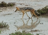 _17C1888 Blackbacked Jackal